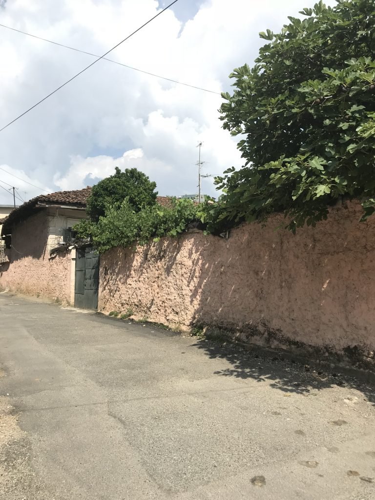 Oborr tiranas me fruta e gjelbërim, ende e i paprekur