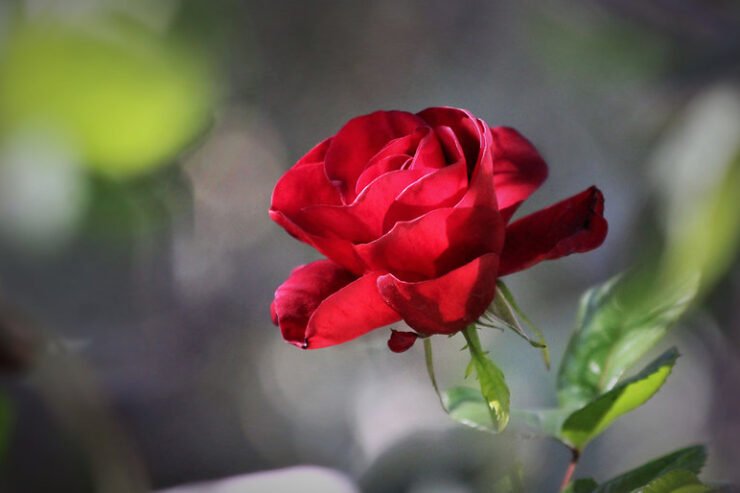 NËNA IME ME PESË EMRA