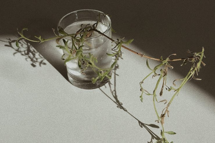 MITI I RIKTHIMIT NË POEZINË “NOSTOS” TË LOUISE GLÜCK