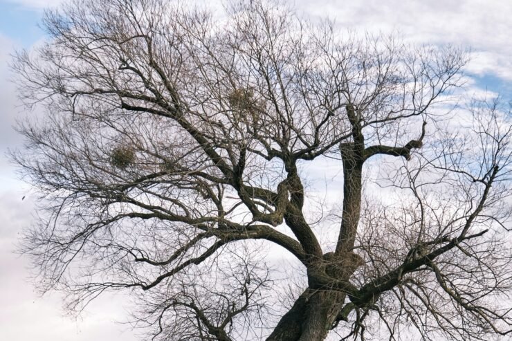 ARTIKULLI I SCIENCE – PËRSIATJE TË TJERA