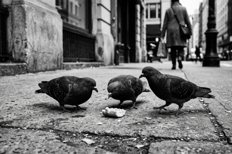 KULTURA NË VËMENDJE